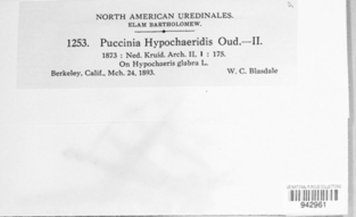 Puccinia hypochaeridis image
